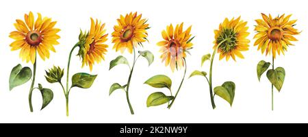 Aquarell-Sonnenblumen. Gelbe helle Sonnenblumen auf weißem Hintergrund. Stockfoto