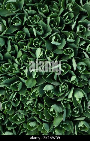 Junge Sedum Blätter im Frühjahr. Natürlicher Hintergrund mit Sedum-Blättern. Hochauflösendes Foto. Selektiver Fokus. Stockfoto