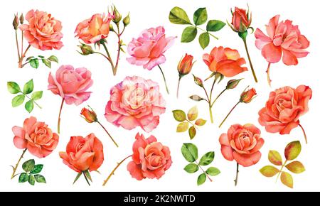 Aquarellrosen. Set aus rosa und roten Rosen mit Knospen, Blütenblättern und Stielen isoliert auf weißem Hintergrund. Stockfoto