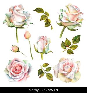 Aquarellrosen. Set aus weißen Rosen mit Stielen, Blättern, Zweigen und kleinen Knospen. Stockfoto