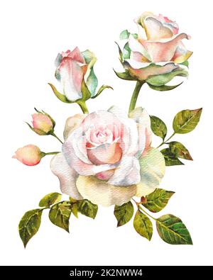 Weiße Rosen in Aquarell. Set aus weißen Rosen mit Stielen, Blättern, Zweigen und kleinen Knospen auf weißem Hintergrund Stockfoto