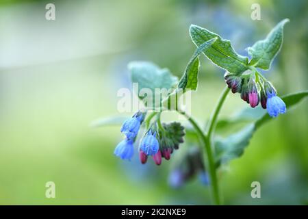 Schöne blaue Blumen von Symphytum caucasicum, auch bekannt als kaukasische Beinwell, blüht im Frühlingspark.Blaue Beinwell mit schönen blauen Blumen auf Stockfoto