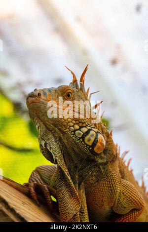 Nahaufnahme einer bärtigen Drachen-Eidechse Stockfoto