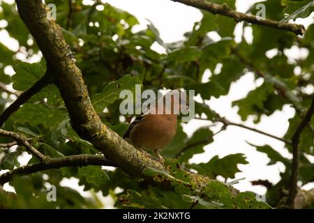 Ein männlicher Chaffinch-Vogel auf einem Ast mit grünen Eichenblättern Stockfoto