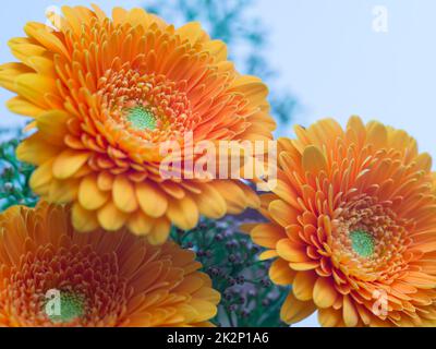 Drei orangefarbene Gerbera-Blumen Stockfoto