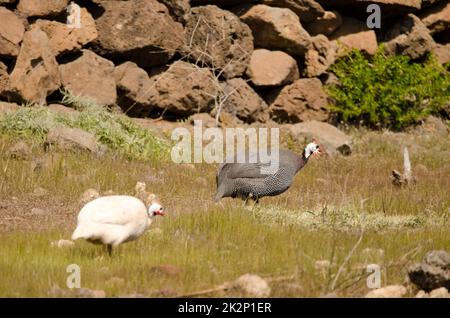 Helmguineafowl Numida meleagris. Stockfoto