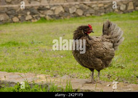 Hen Gallus domesticus. Stockfoto