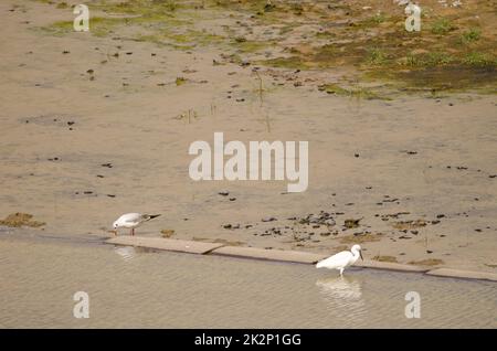 Schwarzkopfmöwe und kleiner Reiher. Stockfoto