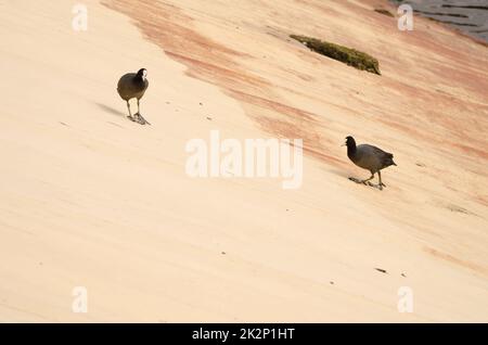 Eurasische Kobolde Fulica atra. Stockfoto