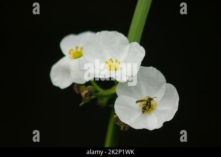 Eine kleine Biene auf einer weißen Wildblume Stockfoto