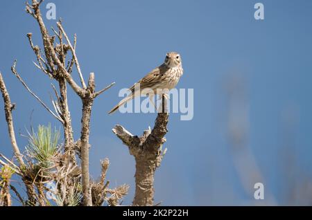 Berthelot's Pipit Anthus berthelotii. Stockfoto