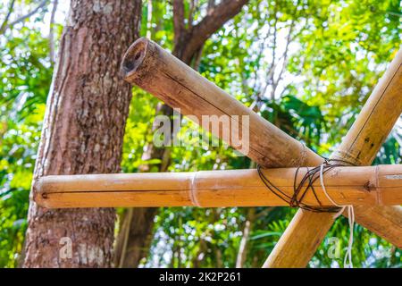 Bambusbäume Pflanzen den natürlichen Dschungelwald Puerto Aventuras Mexiko. Stockfoto