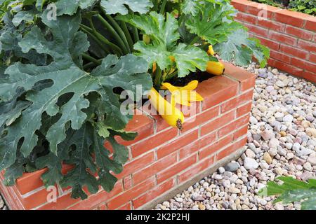 Ein moderner Gemüsegarten mit erhöhten Backsteinbeeten. ..Hochbeete, die in einem städtischen Garten Gartenarbeit betreiben und Pflanzen, Kräuter, Gewürze, Beeren und Gemüse anbauen, Zucchini ernten Stockfoto