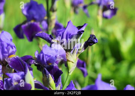 Blaue Irisblüten wachsen im Garten, grüner Hintergrund. Viele Iris (Iris germanica) Stockfoto