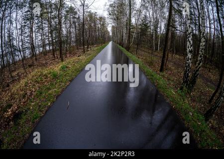 Asphaltierte Fußgängerstraße im Waldpark. Stockfoto