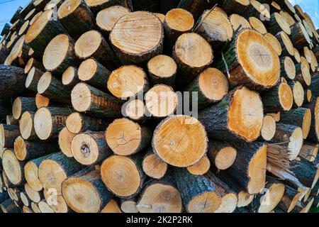 Hintergrund aus den Stämmen von geschnittenen Bäumen. Fischaugenobjektiv. Stockfoto