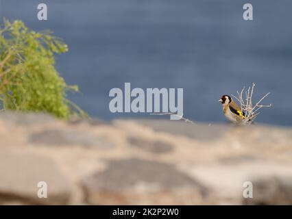 Europäischer Goldfink Carduelis carduelis parva. Stockfoto