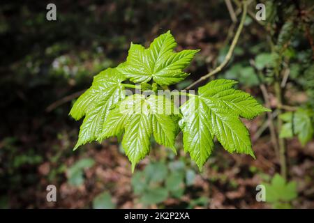 Frische grüne Ahornblätter auf einem Zweig mit weichem Hintergrund. Stockfoto