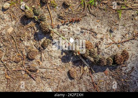 Ein Ast mit vielen Kegeln um ihn herum auf dem Boden eines Nadelwaldes. Stockfoto