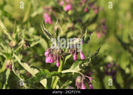 Beinwell. Beinwell oder Symphytum Officinale Blume in der biologischen Medizin Stockfoto