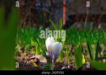 Violette Krokusblüten, die auf der Frühlingswiese aufwachen Stockfoto