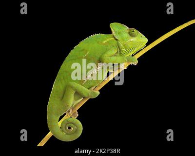 Chameleon klettert auf Ast auf isoliertem schwarzem Hintergrund. Stockfoto