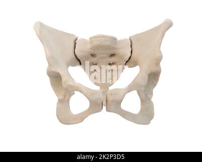 Medizinisch präzise Darstellung der Hüfte, medizinisch präzise Darstellung der Hüfte, des menschlichen Beckens, des Femurs, des Beckens Anatomie, des Kreuzbeins, Beckenschmerzen, weißer Hintergrund, 3D-Rendering Stockfoto