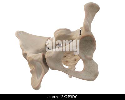 Medizinisch präzise Darstellung der Hüfte, medizinisch präzise Darstellung der Hüfte, des menschlichen Beckens, des Femurs, des Beckens Anatomie, des Kreuzbeins, Beckenschmerzen, weißer Hintergrund, 3D-Rendering Stockfoto