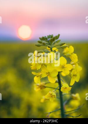 Blume eines Raps ( Brassica napus ) bei Sonnenuntergang. Landwirtschaftliche Pflanze zur Herstellung von Biokraftstoff verwendet. Stockfoto