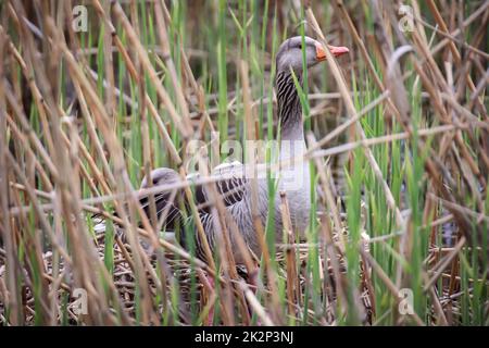 Graue Gänse in ihrem Nest, das im Schilf versteckt ist. Stockfoto