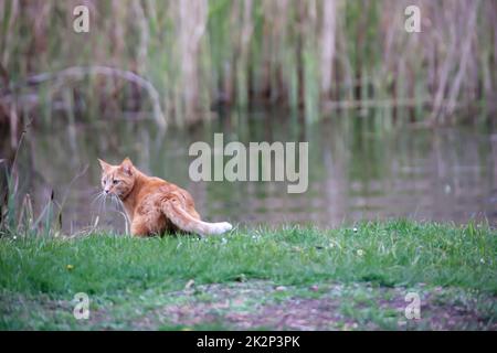 Eine Katze mit rötlich-braunem Fell jagt eine Familie grauer Gänse in den Teich. Stockfoto