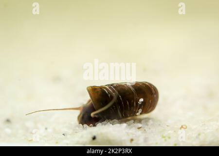 Eine Hornschnecke im Aquarium. Seine Hülle hat die Form eines Horns. Stockfoto