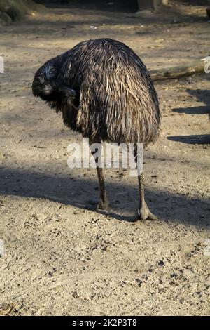 Foto einer ewu. Emus sind fliegende Vögel. Stockfoto