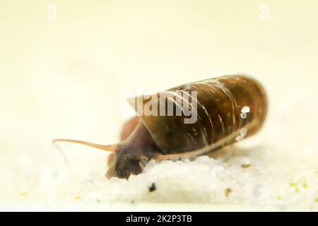 Eine Hornschnecke im Aquarium. Seine Hülle hat die Form eines Horns. Stockfoto