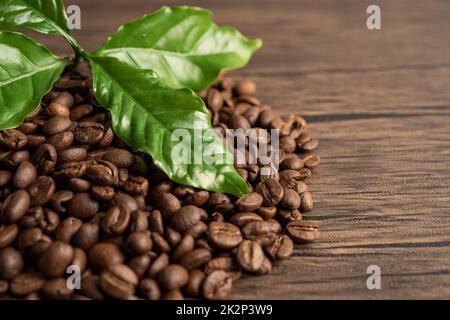 Kaffeebohne Medium geröstet mit Blatt in frischen Morgen. Stockfoto