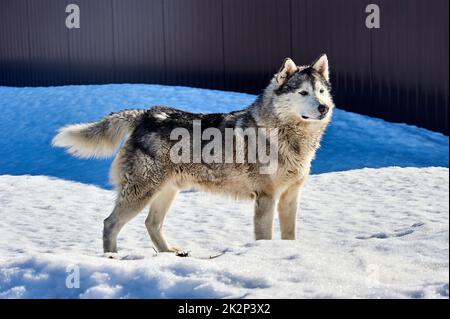 Ein schöner Husky Hund steht im Schnee Stockfoto