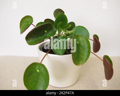 Blühende Pfannkuchenpflanze mit Blume, Pilea peperomioides Stockfoto