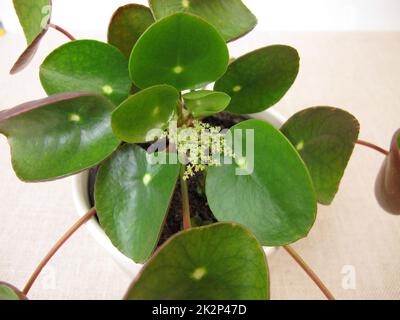 Blühende Pfannkuchenpflanze mit Blume, Pilea peperomioides Stockfoto