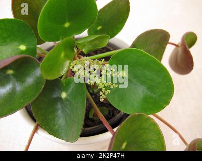 Blühende Pfannkuchenpflanze mit Blume, Pilea peperomioides Stockfoto