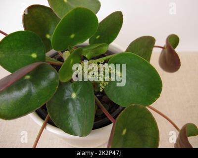 Blühende Pfannkuchenpflanze mit Blume, Pilea peperomioides Stockfoto