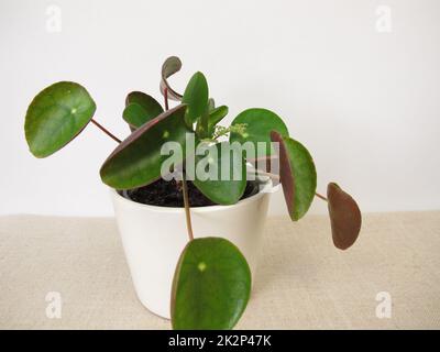 Blühende Pfannkuchenpflanze mit Blume, Pilea peperomioides Stockfoto