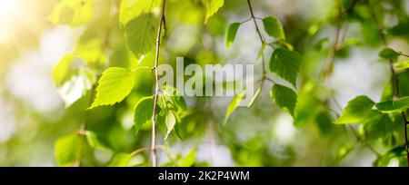 Nahaufnahme der Birkenzweige mit jungen grünen Blättern. Stockfoto