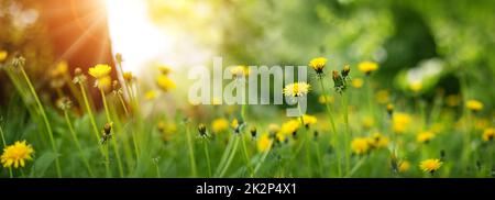 Panoramablick auf die blühenden Dandelionen auf dem Sonnenfeld. Stockfoto