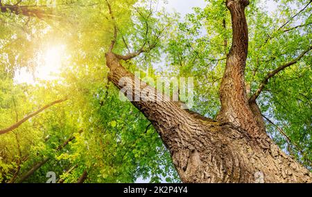 Alter riesiger Lindenbaum mit frischem, jungen Laub. Stockfoto