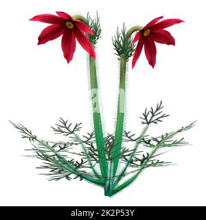 3D-Rendering von Pulsatilla-Blumen in Weiß Stockfoto