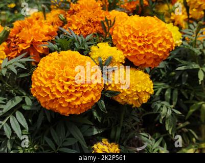 Blüten und Blätter der gelben Kugel (Marigold) oder der gelben Nelkenblume. Stockfoto