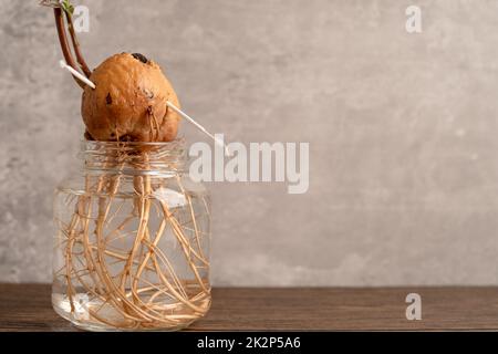 Avocado Sprout Pflanze aus dem Samen wachsen mit Wurzel in Wasserglas. Stockfoto