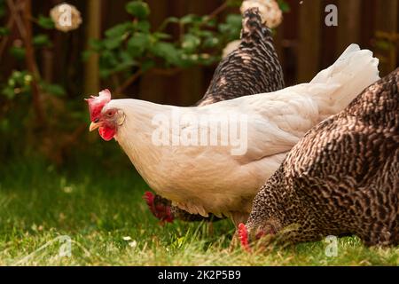 Ein Haufen Huhn im Freien im Grünen Stockfoto