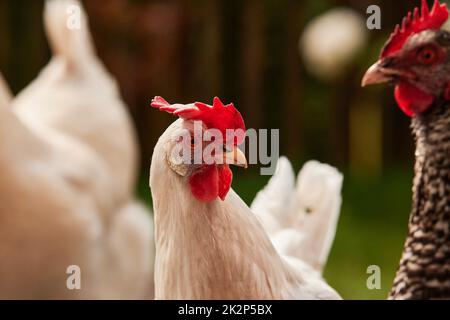 Ein Haufen Huhn im Freien im Grünen Stockfoto