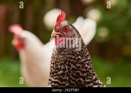 Ein Haufen Huhn im Freien im Grünen Stockfoto